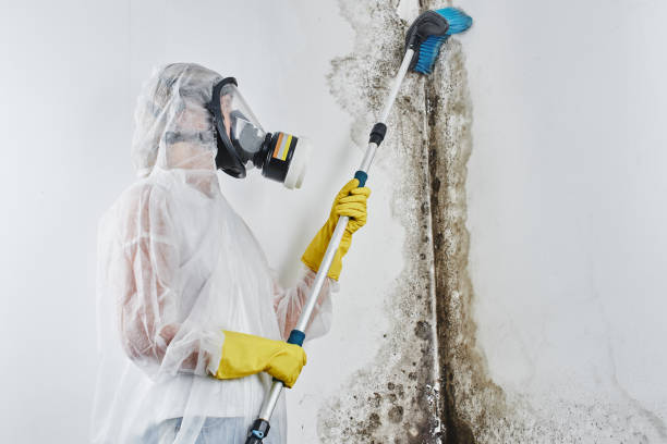 Best Basement Mold Remediation in Park City, UT