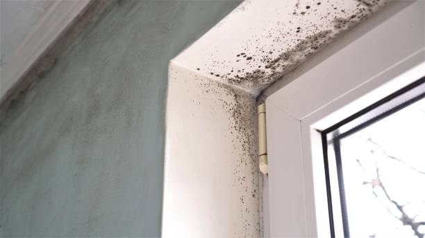 Best Mold Remediation for Specific Building Types in Park City, UT