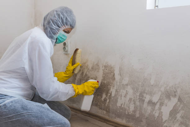 Best Attic Mold Remediation in Park City, UT