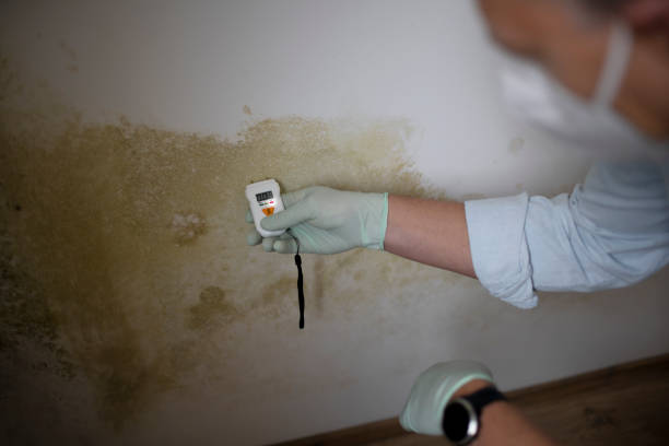 Trusted Park City, UT Mold Remediation Experts