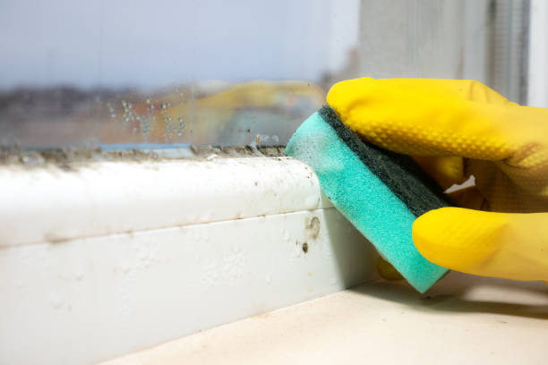 Best Localized Mold Remediation (e.g., coastal areas, humid climates) in Park City, UT