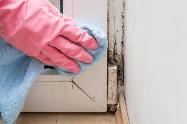 Best Residential Mold Remediation in Park City, UT